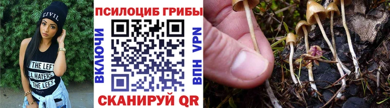 ссылка на мегу ССЫЛКА  Пошехонье  Псилоцибиновые грибы Psilocybe 